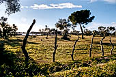 Coto Donana. La marisma nei pressi del Rocio