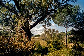 Coto Donana, l'antica sughera nei pressi del Palazzo el Acebron