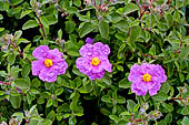 Cisto (Cistus creticus). Punta della Revellata, Calvi