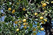 Lemon tree