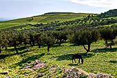 Dougga, campi di ulivi nei pressi delle antiche rovine.