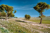 Piccola pineta lungo il sentiero per l'altopiano di Sidi Mansour, presso Le Kef. 