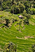 The road to Amed has spectacular scenery with views of rice paddies and plantations around Gunung Lempuyang.