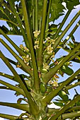 Vegetation along the road to Amed.