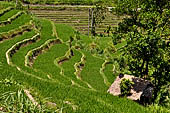 The road to Amed has spectacular scenery with views of rice paddies and plantations around Gunung Lempuyang.