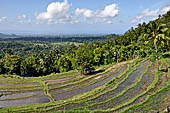 Rice fields on the road to Besakih temple.