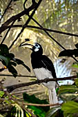 Bali Bird Park - Oriental Pied Hornbill