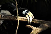 Bali Bird Park - Oriental Pied Hornbill