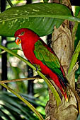 Chattering Lory (Lorius garrulus) at Bali Bird Park.