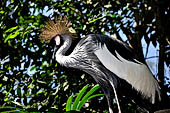 Bali bird Park - Grey Crowned Crane (Balearica regulorum).