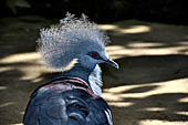 Bali bird Park - Western Crowned Pigeon.