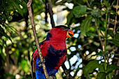 Bali Bird Park