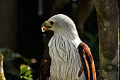 Bali Bird Park