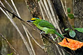 Bali Bird Park