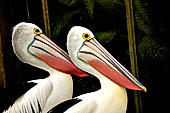 Bali Bird Park - Australian Pelican