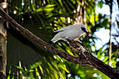 Bali bird Park - Leucopsar rothschildi (Bali starling)