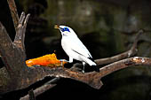 Bali bird Park - Leucopsar rothschildi (Bali starling)