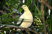 Bali Bird Park