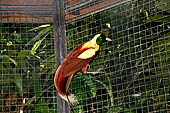 Bali bird Park - Greater Bird-of-paradise