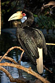 Bali bird Park - Rhytuceros undulatus female (Wreathed Hornbill) Borneo.