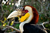 Bali bird Park - Rhytuceros undulatus male (Wreathed Hornbill) Borneo.