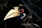 Bali bird Park - Rhytuceros undulatus female (Wreathed Hornbill) Borneo.