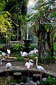 Bali Bird Park - Flamingos