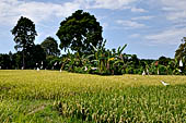 Rice fields near the Pura Dalem of the village of Sangsit.