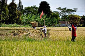 Rice fields near the Pura Dalem of the village of Sangsit.