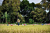 Rice fields near the Pura Dalem of the village of Sangsit.