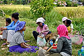 Rice fields near the Pura Dalem of the village of Sangsit.