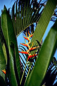 Bali - Resort close to the black sands of Suraberata beach in the Tabanan region. Heliconia tropical flower.