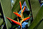 Bali - Resort close to the black sands of Suraberata beach in the Tabanan region. Heliconia tropical flower.