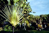 Bali - Resort close to the black sands of Suraberata beach in the Tabanan region. Ravenala madagascariensis (palma del viaggiatore) originaria del Madagascar