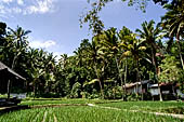 Rice fields near Goa Gajah.