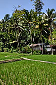 Rice fields near Goa Gajah.