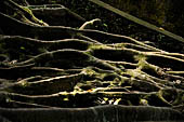 Goa Gajah - lush vegetation along the forest path.