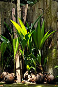 Goa Gajah - coconut palms found along the forest path.