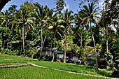 Rice fields near Goa Gajah.