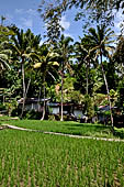 Rice fields near Goa Gajah.