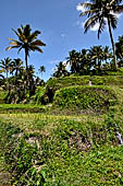 The rice terraces surrounding Gunung Kawi (Bali).