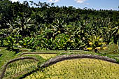 The rice terraces surrounding Gunung Kawi (Bali).