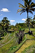 The rice terraces surrounding Gunung Kawi (Bali).