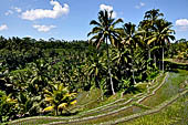 The rice terraces surrounding Gunung Kawi (Bali).