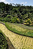 The rice terraces surrounding Gunung Kawi (Bali).