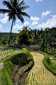 The rice terraces surrounding Gunung Kawi (Bali).