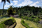 The rice terraces surrounding Gunung Kawi (Bali).