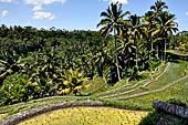 The rice terraces surrounding Gunung Kawi (Bali).