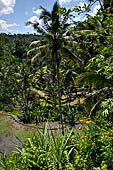 The rice terraces surrounding Gunung Kawi (Bali).