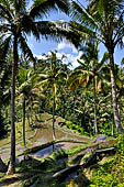 The rice terraces surrounding Gunung Kawi (Bali).